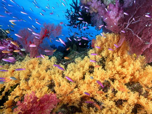 Un ocean fără recife de corali? Poza 103841