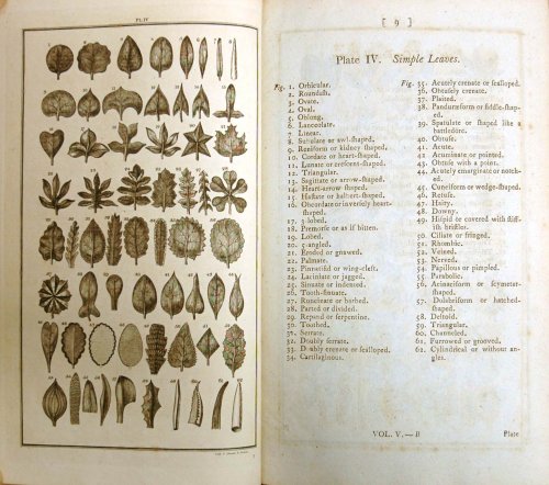 Carl von Linné, un naturalist  în grădina paradisului Poza 58550