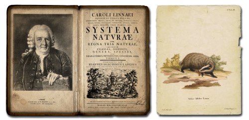 Carl von Linné, un naturalist  în grădina paradisului Poza 58556