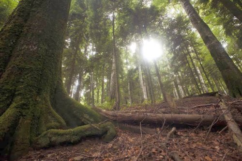 Măsuri pentru protejarea strictă a pădurilor virgine Poza 56710
