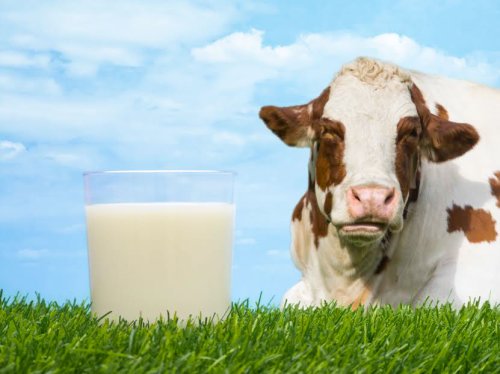 Program european de sprijinire a sectorului laptelui Poza 54079