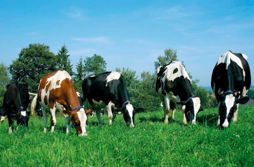 Fonduri europene pentru fermierii care deţin câteva bovine Poza 42830