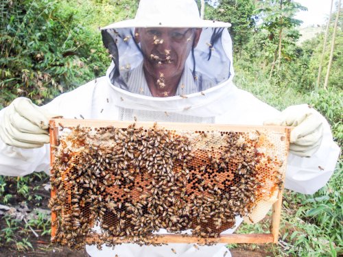 Program pentru dezvoltarea apiculturii româneşti Poza 42387