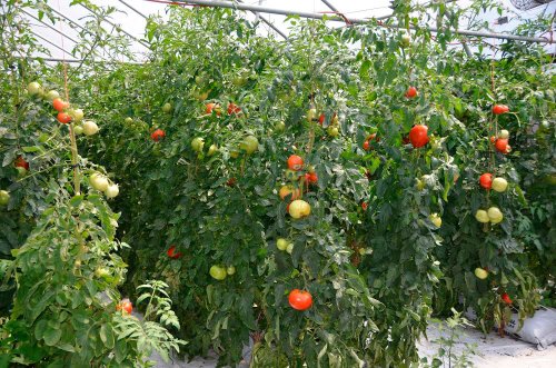 Fermierii, interesaţi de cultivarea roşiilor în sere Poza 41521