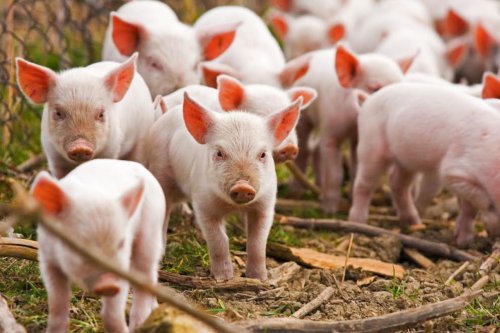 Programul carne de porc, aprobat de Guvern Poza 38629
