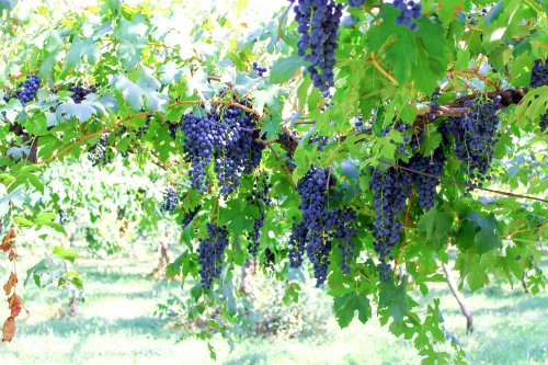 An prosper pentru viticultură Poza 32359