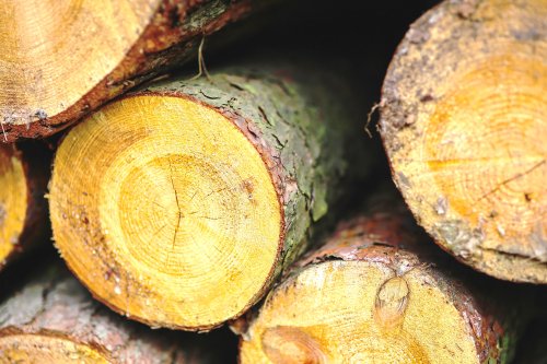 România are cel mai scump lemn din Europa Poza 27042