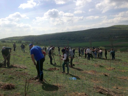 Activitate ecologică - Parohia Piscu Rusului a plantat 10.000 de puieţi de salcâm Poza 19788