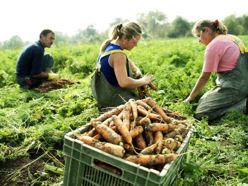 Mii de fermieri români vor beneficia de ajutor de la stat