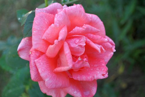 Virtuțile fitoterapeutice ale petalelor și fructelor de trandafir