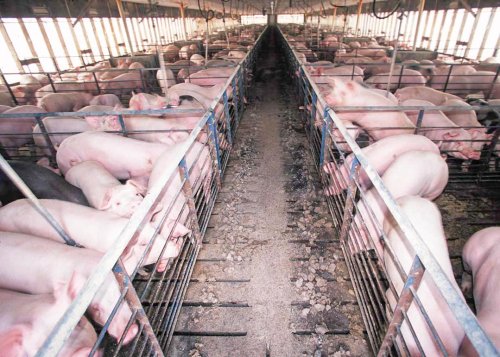 Creşterea porcilor în fermele afectate de pestă va fi reluată