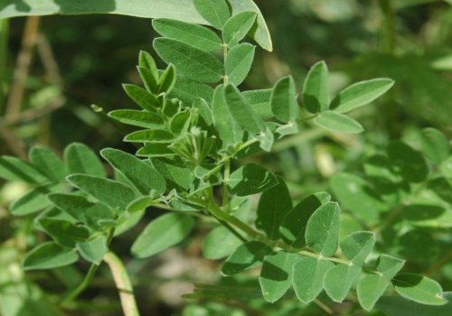 Astragalus, rădăcina-medicament