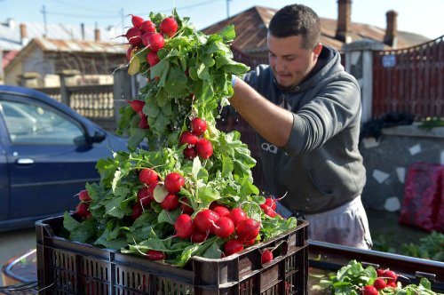 România are regiunile cu cei mai mulți angajați în agricultură