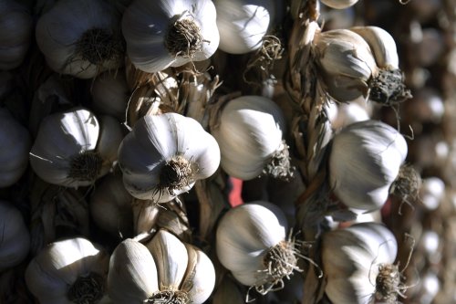 Producătorii de usturoi se plâng de secetă și de prețurile la îngrășăminte