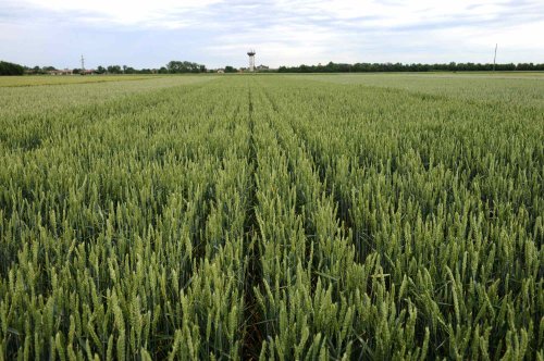 Culturi de grâu afectate de secetă și vânt