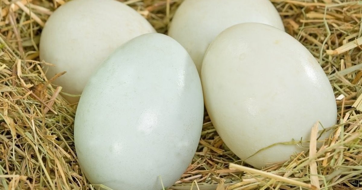 Купить яйцо мускусной. Утиные яйца. Яйцо утиное инкубационное. Яйцо муларда. Гусиные яйца.