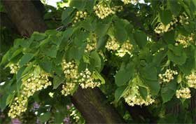 Iunie, luna teiului 94508