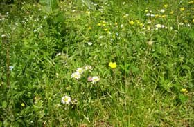 Despre alergiile sezoniere 94587