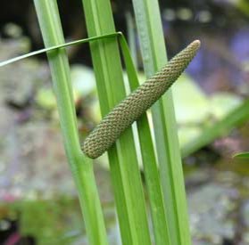 Remedii din rizomi de obligeană 94641