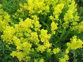 Floarea Sfântului Ioan, panaceu în tratamentele naturiste 94650