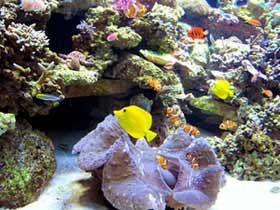 17.000 de specii de plante şi animale sunt în pericol de dispariţie 94711