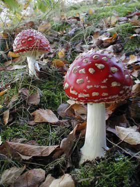 Ciuperci „legale“, comă, moarte 94724