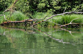 Multe specii şi habitate ale Europei se află în pericol 94805