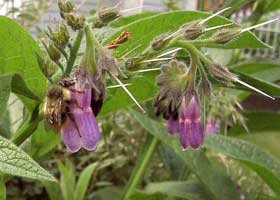 Regimul alimentar corect, cel mai bun remediu al durerilor ulceroase 94835