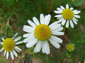 Muşeţelul, medicamentul sistemului digestiv 94910