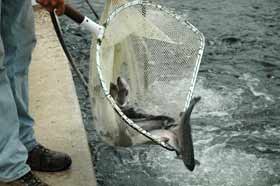 19 proiecte „acvatice“ aşteaptă undă verde pentru finanţarea europeană 95001