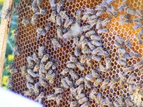 Terapia naturistă a „bolii cu o mie de feţe“ 95053