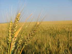 Agricultura ar putea contribui cu 5% la produsul intern brut 95083