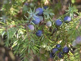 Ienupărul, tratament pentru o sută de boli 95195