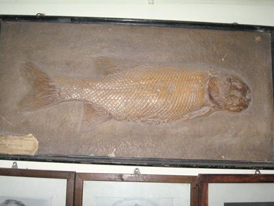 Angajamentul lui Darwin faţă de materialism 95209