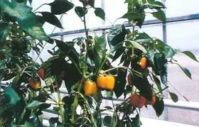 Producţia de legume din sere a scăzut cu 42% în acest an 95216