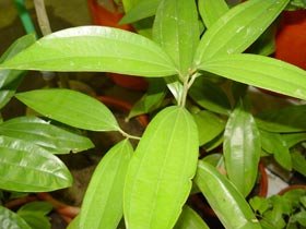 Nebănuitele efecte medicinale ale scorţişoarei 95259