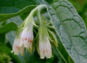 Caria dentară, prezentă la 95% din populaţia Globului 95304