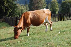 Unii agricultori declară animale fictive pentru a primi subvenţii 95354