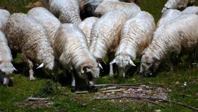 Oaia, lupul şi câinele 95362