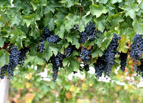 Strugurii, izvor de sănătate 95528