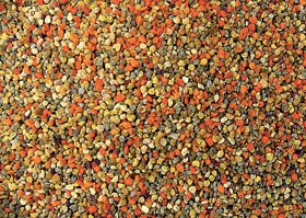 Enteritele şi colitele, cele mai frecvente boli de stomac 95564