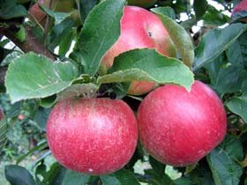 Indicaţii pentru regimul alimentar în obezitate 95636