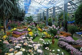 „Flori de toamnă“, expoziţia dedicată crizantemei 95643