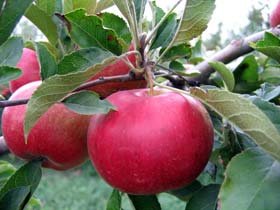 Cauzele şi consecinţele obezităţii la copii 95929