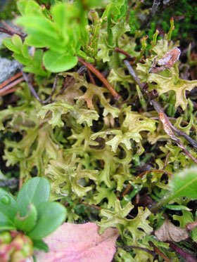 Remedii naturiste care ţin pancreatita în frâu 96530