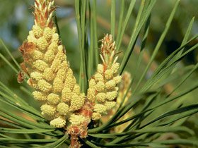 Tratamentele naturiste, cea mai bună metodă de combatere a nevrozelor 96549