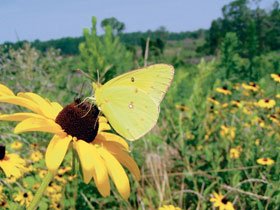 Europa va pierde anual 4% din PIB dacă nu salvează biodiversitatea 96602