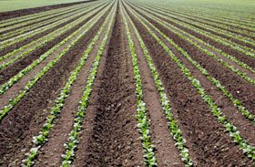 „Sunt necesare noi modele de producţie în agricultură“ 96699