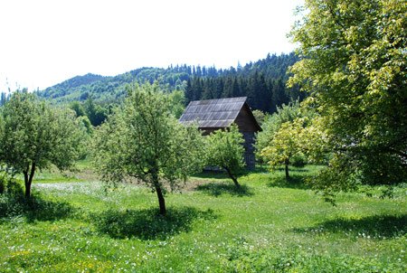 Tipuri şi metode de tratament ale dermatozelor alergice 96803