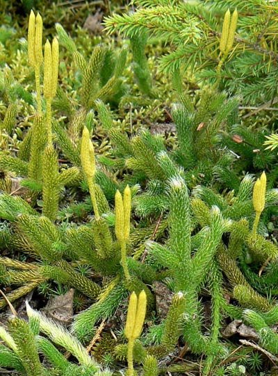 Cum să renunţăm la fumat cu ajutorul fitoterapiei 96830